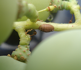 Plagas en plantas de interior | Problema en las plantas | Anasac Jardín