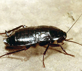35 Best Images Cucarachas En La Cocina / Cómo evitar que hormigas, moscas y cucarachas invadan la ...